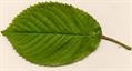 Prunus avium